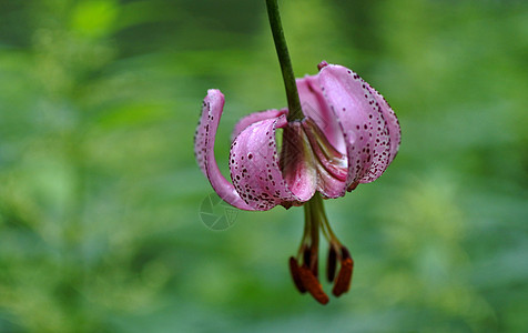 滴露露的Lily 缩小重点领域花瓣脆弱性宏观紫色叶子植物学花粉植物群物种生态背景图片