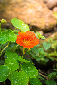 五颜六色的花的背景图片紫色绿色美丽花瓣植物宏观季节花束粉色生长图片