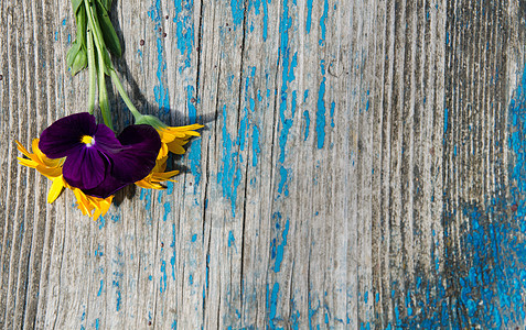 木板上的金盏花和紫罗兰 涂着蓝色的痛苦图片
