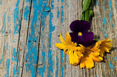 在用蓝漆画成的旧木板边上 有美丽的卡伦杜拉花朵和紫罗兰花图片