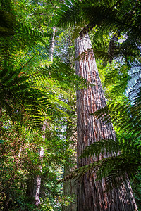 新西兰罗托鲁阿 大塞科亚红木林蕨类国家旅行松树林业植物树木红杉木头森林图片