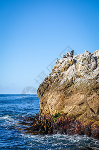 海狮在凯库拉湾的岩石上海岸悬崖生活哺乳动物海滩海鸥海洋生态海豹风景图片