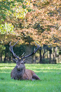 受伤的红鹿鹿 stag鹿角休息公园男性公共公园荒野马鹿森林季节红鹿图片