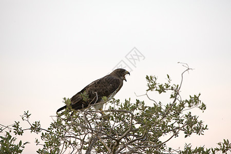 萨斯喀彻温猎人羽毛动物捕食者鸟类食肉猎物荒野图片