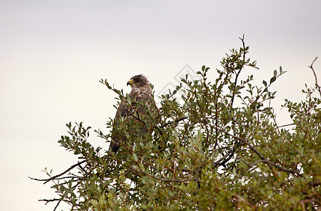萨斯喀彻温动物羽毛猎人食肉猎物荒野鸟类捕食者图片