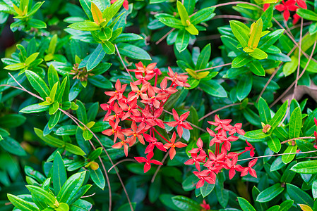 热带雨林 有美丽的小红花图片