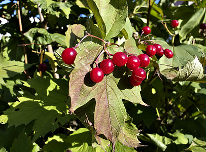 在布什的阳光下 成熟的红生子维生素药品荒野收成季节植物群花园园艺浆果植物学图片