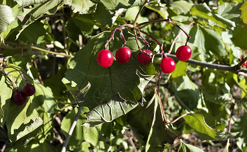 在布什的阳光下 成熟的红生子叶子衬套花园食物维生素药品收成荚蒾浆果季节图片