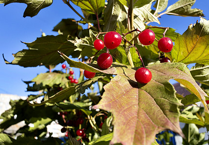 在布什的阳光下 成熟的红生子维生素宏观植物学叶子收成环境衬套季节荚蒾药品图片
