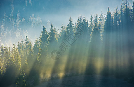 日出时在山坡的雾中砍伐森林阳光风景植物阴霾倾覆光束薄雾针叶海拔耀斑图片