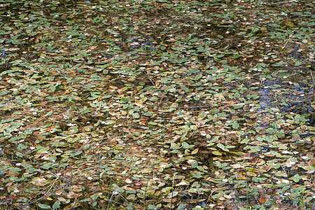 有叶子的池塘表面图片