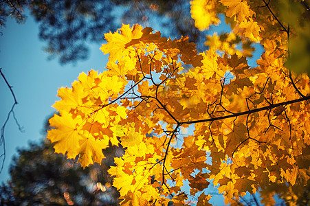 秋叶 背景橡木公园墙纸植物群边界橙子太阳褪色森林叶子图片