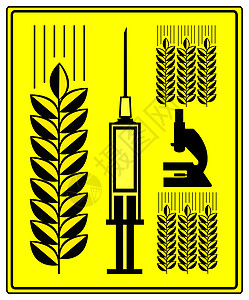 转基因改性小麦农业播种麦田种子注意力场地小麦食物遗传粮食图片