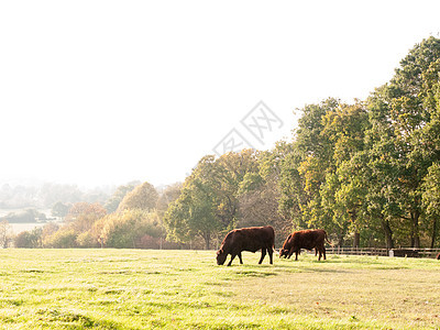 几个棕色奶牛农场在夏季牧场放牧哺乳动物动物蓝色天空晴天家畜农业农村团体奶制品图片