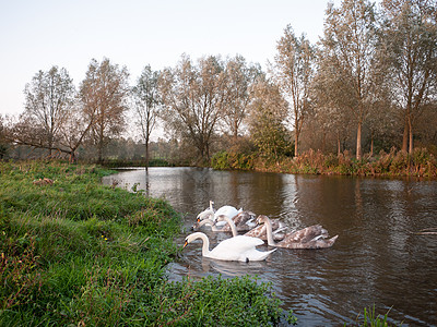秋天 天鹅和大西格网的美丽家庭反射动物木头池塘叶子植物学阳光鸟类树木公园图片