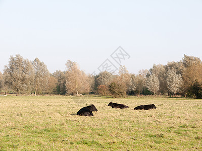 三头黑奶牛在田野休息 秋天倒下天空农村哺乳动物国家土地草地奶制品风景农业蓝色图片