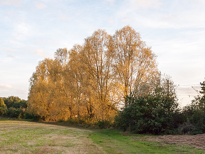 高树的秋天横排金黄色 美丽的自然白色农村风景木头小路场景橙子公园环境天空阳光图片