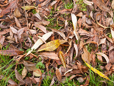 棕色和黄色落下的秋叶背景图片