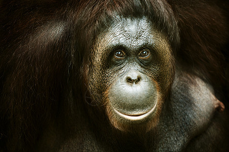 Orang 乌塔肖像侏儒猿猴动物灵长类濒危女性野生动物荒野微笑橙子图片