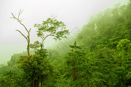 马来西亚森林福吉绿林背景