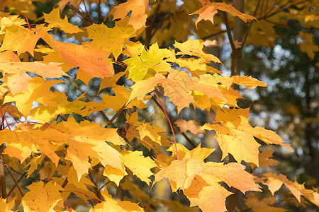 五颜六色的枫叶叶子树叶季节性活力晴天黄色生长金子枝条橙子图片