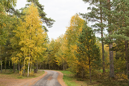 风风乡村道路穿过一片彩色森林图片