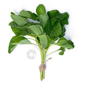 白色背景上孤立的新鲜菠菜叶子植物沙拉工作室食物蔬菜绿色图片