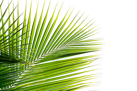 白背景与世隔绝的棕榈椰子叶绿色树叶植物棕榈白色椰子叶子森林热带曲线图片