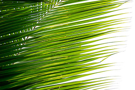 白背景与世隔绝的棕榈椰子叶树叶植物学叶子曲线热带椰子棕榈植物森林晴天图片