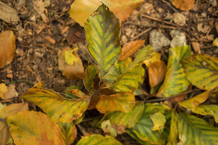 秋叶在林中宏观季节植物群花园团体森林公园分支机构生态地面图片