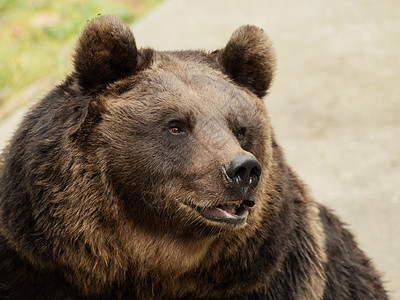 棕熊头头发捕食者牙齿猎人哺乳动物毛皮危险动物园力量公园图片