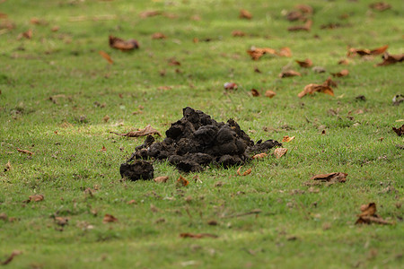 一大堆驴粪在草地上水牛地面农业荒野凳子哺乳动物国家园艺奶牛船尾背景图片