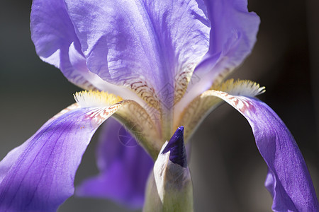 伊里斯细菌花朵花瓣荒野紫色宏观鸢尾花野花季节美丽植物胡子图片