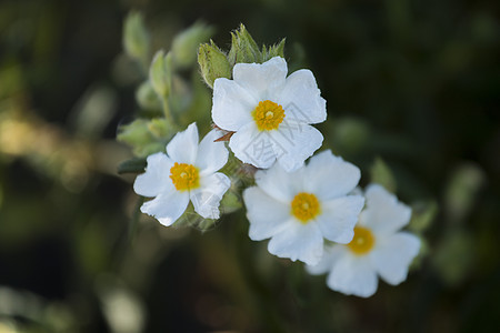 Cistus 蒙地利的花朵晴天灌木植物植物群白色衬套荒野图片