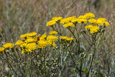 平滑的鹰胡子花黄色植物群晴天荒野毛细管花朵场地植物杂草植物学图片