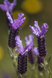 法式蓝菜花花植物群香味薰衣草晴天鞋柜紫色花朵荒野植物植物学图片