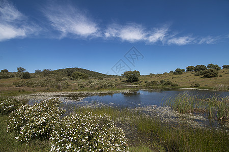 临时池塘景观草地国家蓝色农田乌鸦天空花朵晴天白色农村图片
