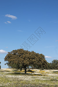 Alentejo的春天风景场地蓝色花朵白色农村天空橡木农田雏菊草原图片