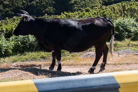 路边的黑公牛图片