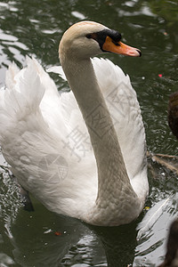 池塘里的白天鹅公园水池天鹅野生动物白色翅膀荒野热带游泳羽毛图片