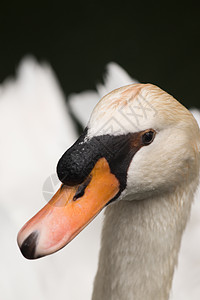 池塘里的白天鹅动物群野生动物翅膀水池羽毛天鹅花园白色公园热带图片