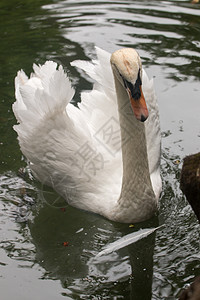 池塘里的白天鹅动物群羽毛水池荒野游泳野生动物翅膀天鹅热带白色图片
