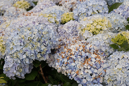 Hortensia Hydrangea 宏观植物衬套蓝色花瓣植物群绿色白色大叶花园绣球花树叶图片