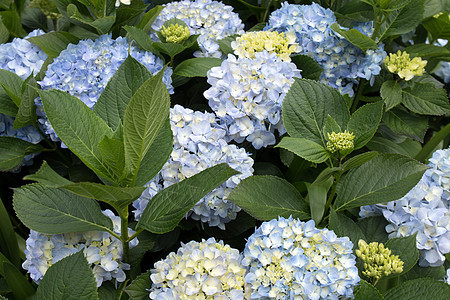 Hortensia Hydrangea 宏观植物白色花瓣绣球花蓝色树叶大叶植物群衬套花园绿色图片