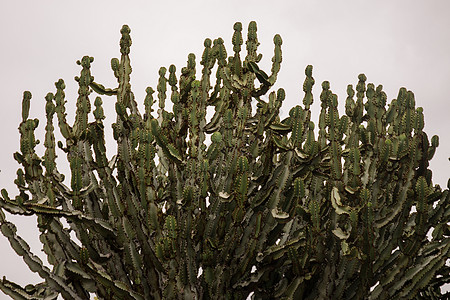 Euphorbia 蛋白仙人掌公园烛台花园脊柱晴天绿色肉质尖刺植物草本图片