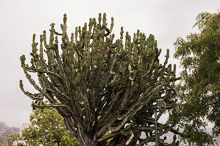 Euphorbia 蛋白仙人掌脊柱肉质晴天尖刺花园公园草本烛台绿色植物图片