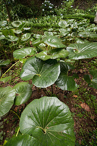 蒙特宫热带花园公园花园叶子旅行风景美丽绿色植物群植物学植物图片