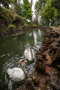 蒙特宫热带花园异国旅行热带花园植物群植物学动物公园美丽情调图片