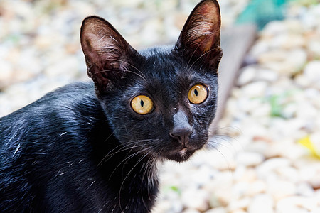 黑猫盯着地上看毛皮地面黑色眼睛草地花园宠物白色荒野小猫图片