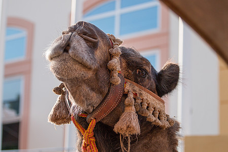 中世纪节的骆驼头哺乳动物运输节日宠物沙漠旅游旅行银子棕色村庄图片